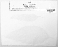 Phyllactinia fraxini image